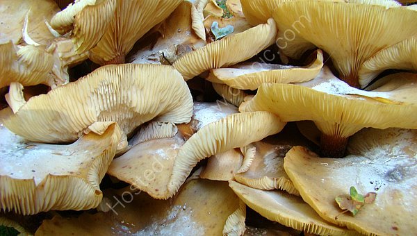 grifola umbellata